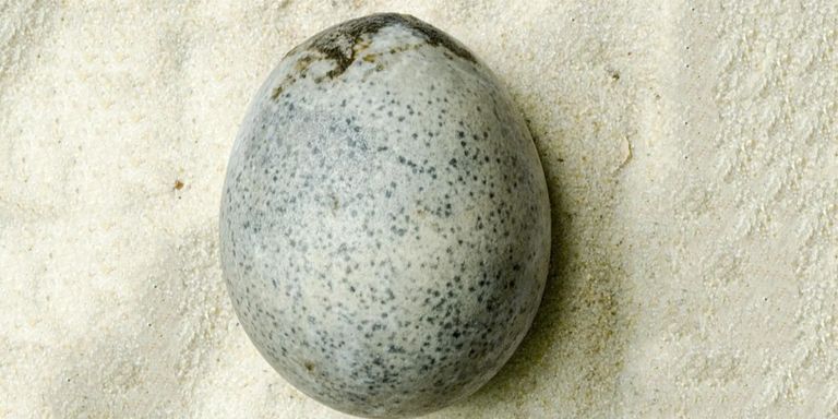 1700 Jahre alte Eier