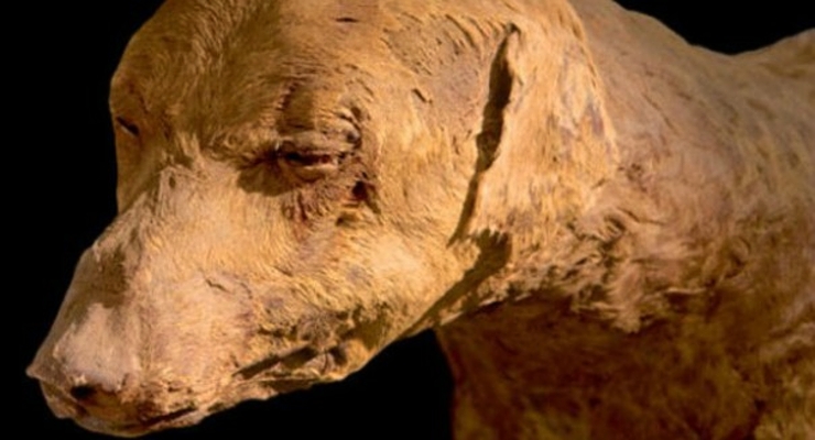 12. 5. 2015 Miliony psích mumií