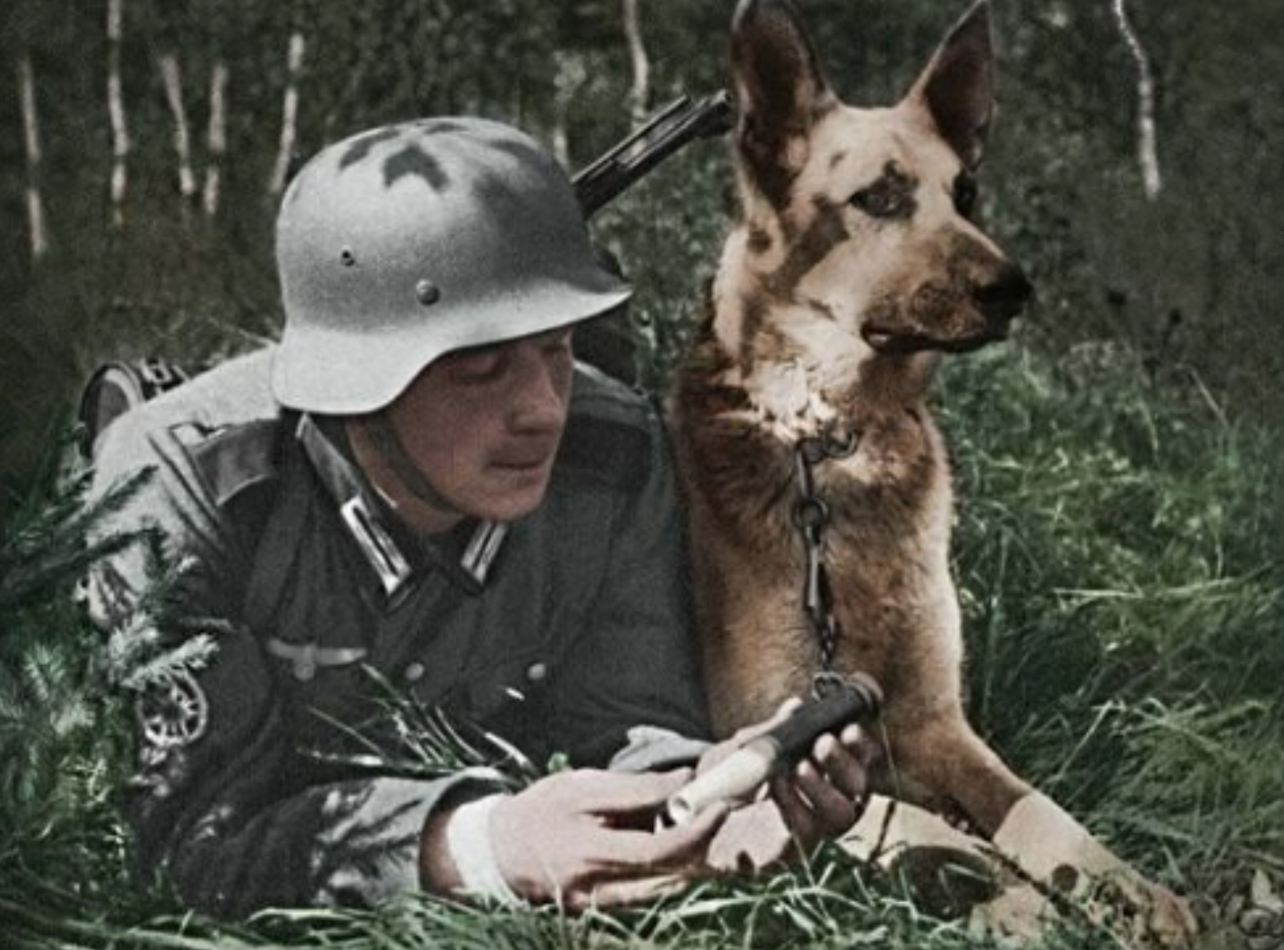 Dogs in SS units
